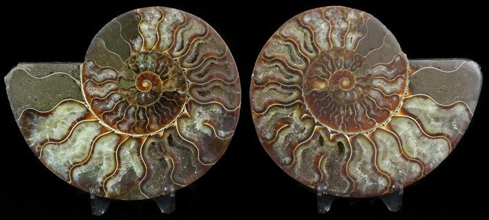 Sliced Fossil Ammonite Pair - Agatized #45484